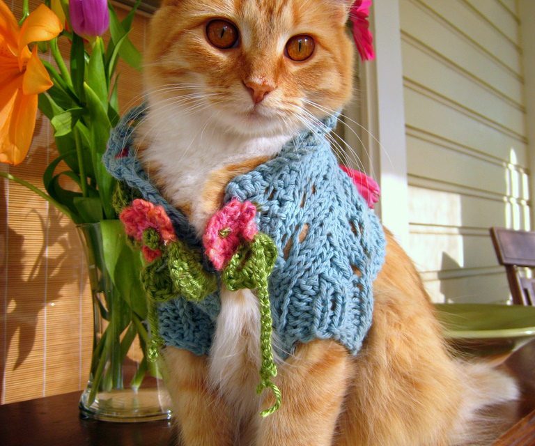 See This Cat in a Shrug? It’s Paws-itively Brilliant …