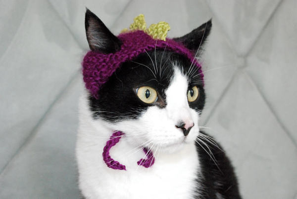 Cute Cat in an Amusing Knitted Dinosaur Hat