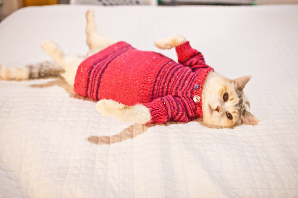 Cute Cat in a Sparkly Dress Gives New Meaning to Knitflix and Chill ...