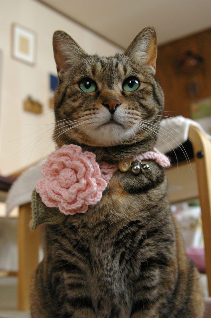 Kitty's New Crochet Flower Necklace - So Sweet!