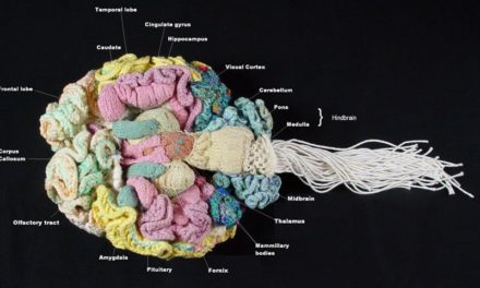 How About an Anatomically Correct Woolly Brain? Dr. Karen Norberg Says Yes!