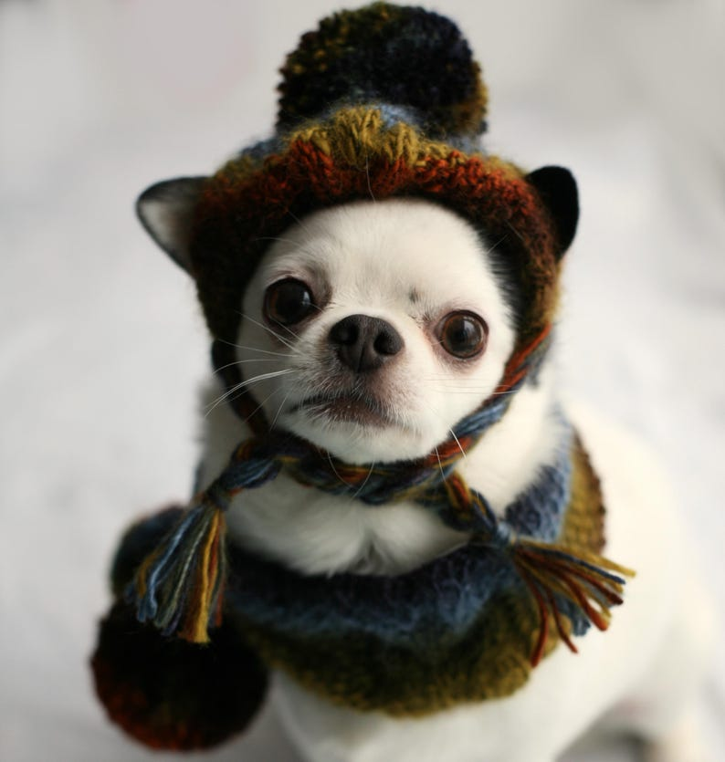 Snappy Fun Knit Hat Patterns For Dogs