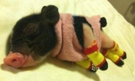 This Sleeping Piglet in Tiny Sweater Will Melt Your Heart
