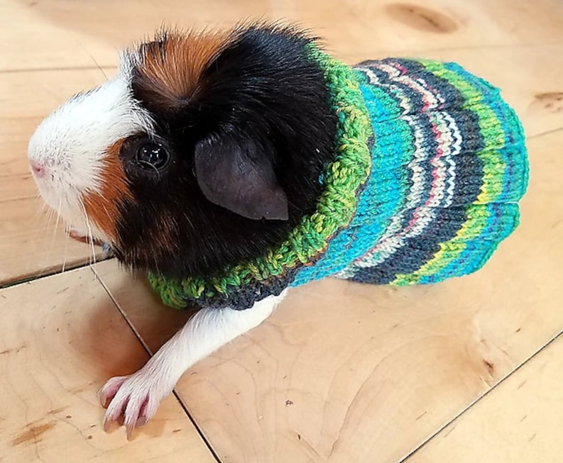 Knit & Crochet Guinea Piggy Patterns ... Finn Says Everyone Should Live Their Life The GUINEA PIG WAY!