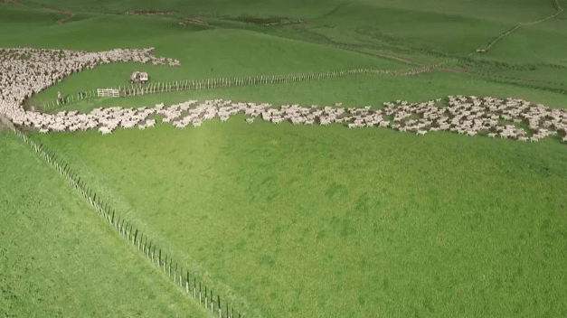 Mezmerizing Drone Footage Captures Aerial View of Sheep Herding in New Zealand!