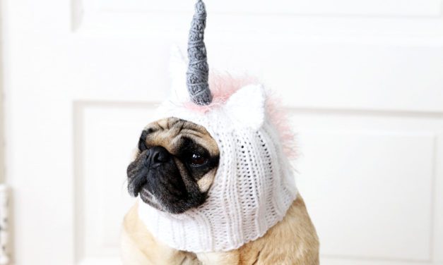 Dog Life Is Too Real. Time To Be A Unicorn.