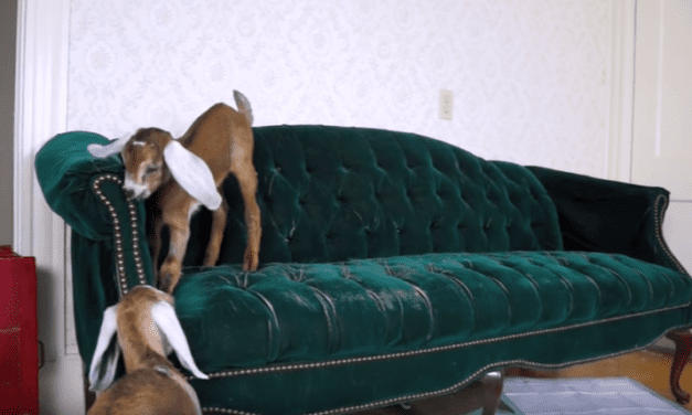 2 Goats 1 Sofa
