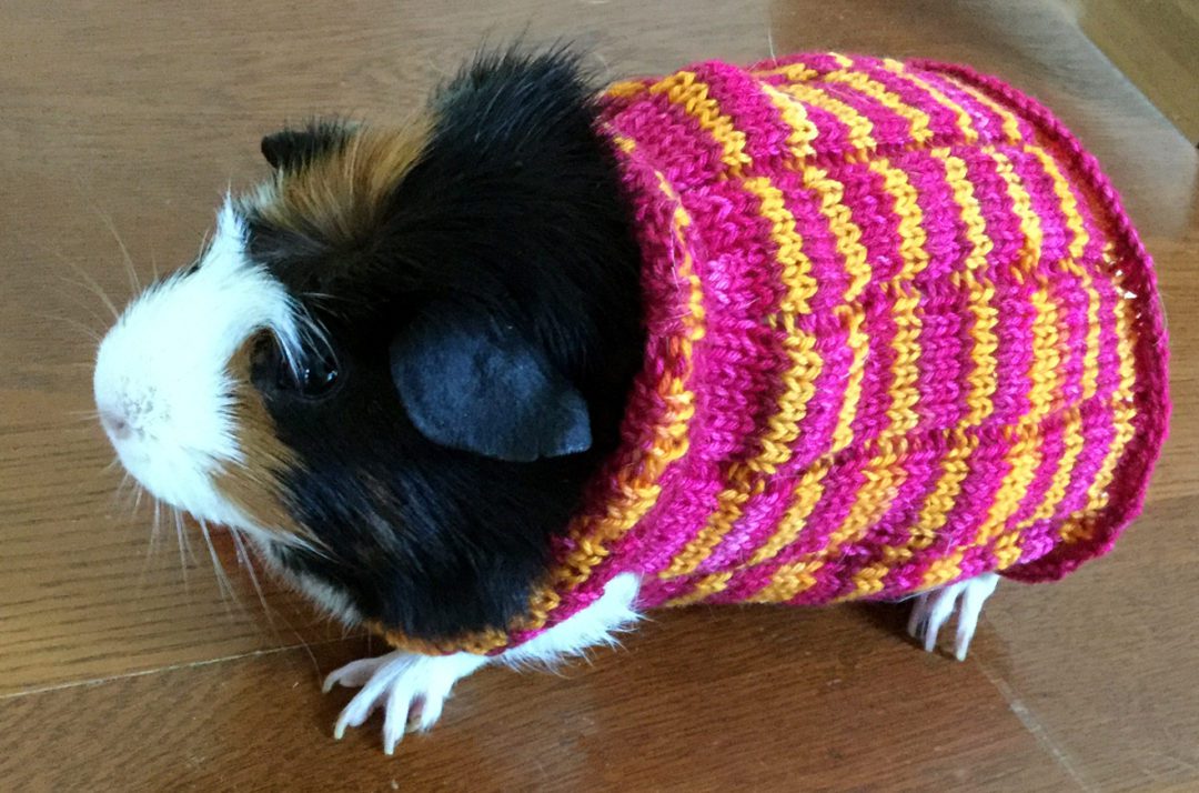 Knitting a Guinea Pig Sweater With Bissock Yarn From Biscotte Yarns
