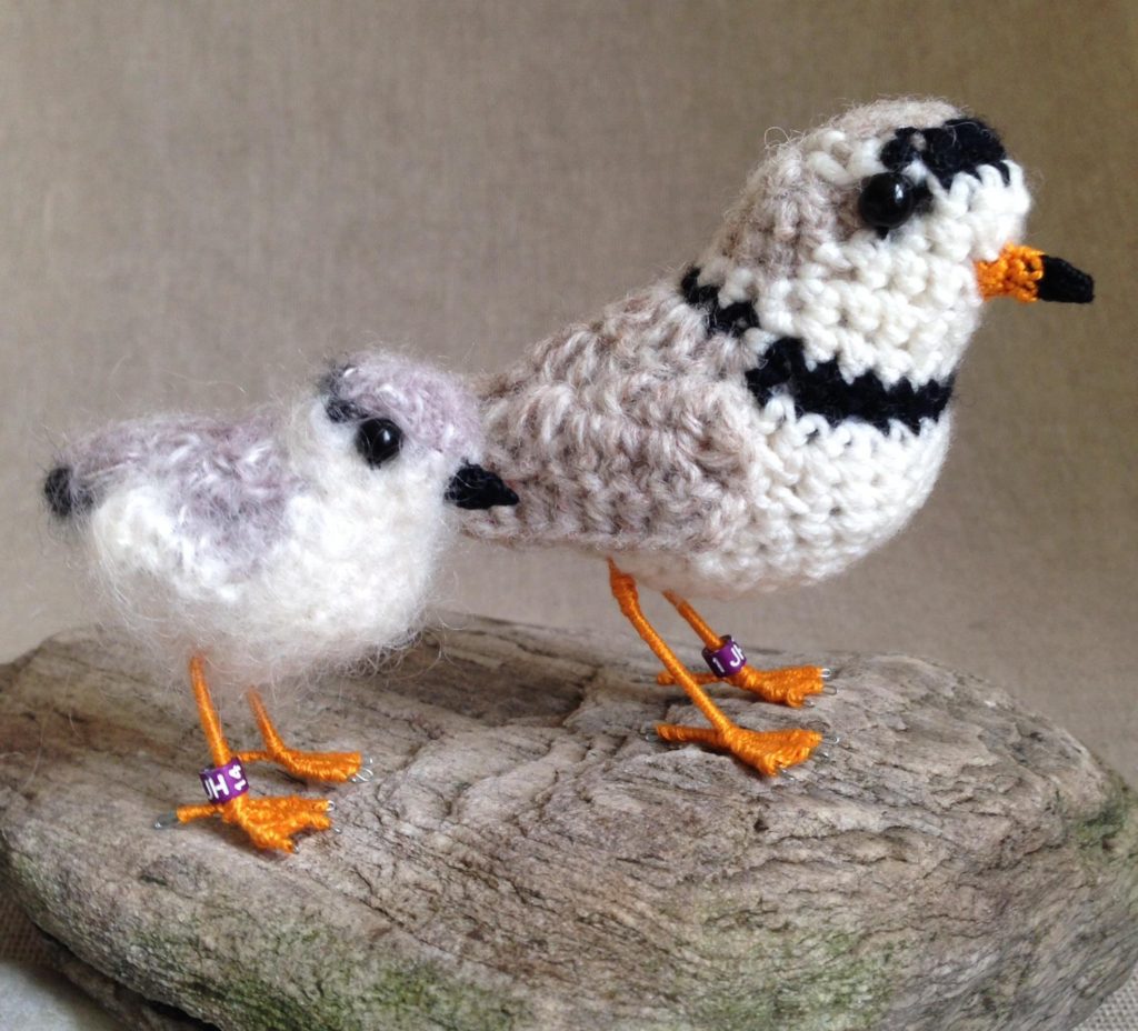 Hello Piping Plover, You Magnificent Sea Rover!