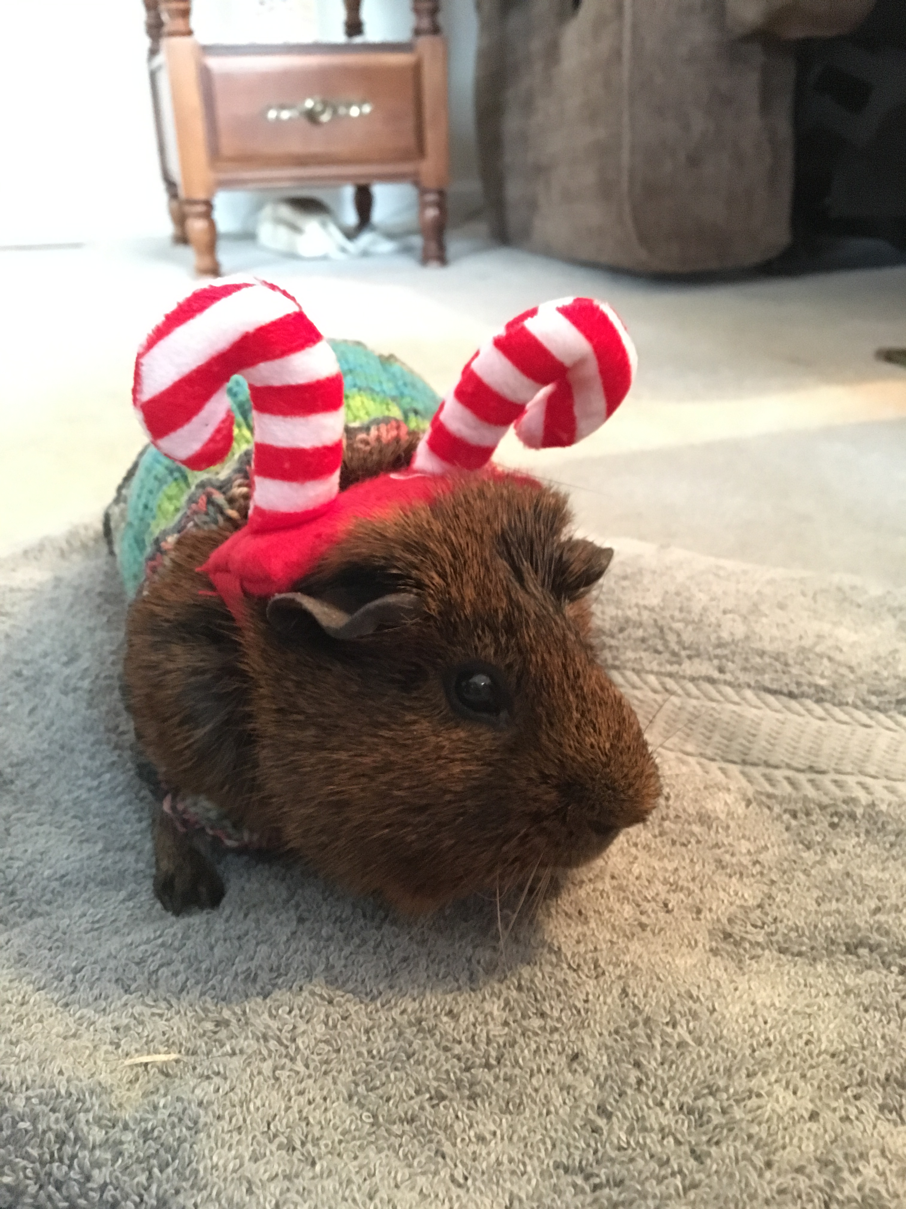 Rupert the Guinea Pig Rocks His New Knit Sweater