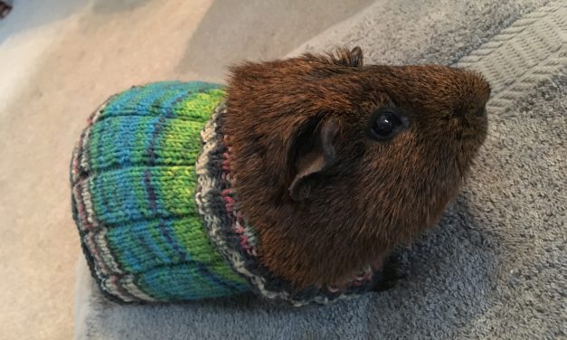 Rupert the Guinea Pig Rocks His Knit Sweater