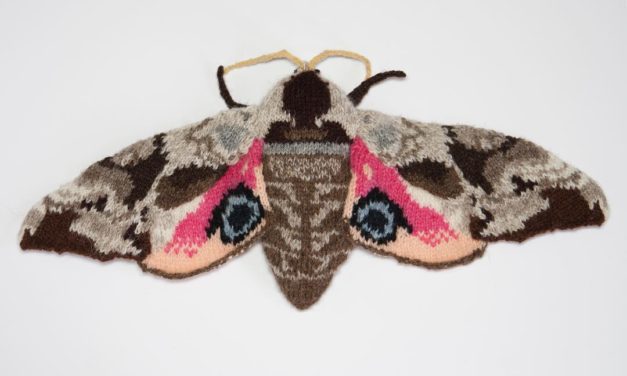 New Knitted Moths By Max Alexander – Stunning Must-See Creativity!