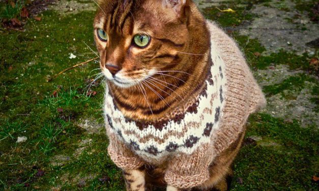 Internet-Famous Cat Zigsa Looks Super-Chill in His Icelandic Sweater