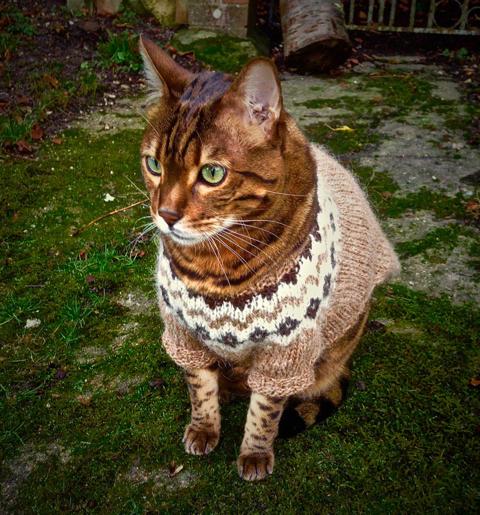 Internet-Famous Cat Zigsa Looks Super-Chill in His Icelandic Sweater