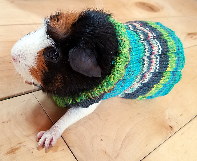 Knit an Easy Guinea Pig Sweater With My Latest Pattern!