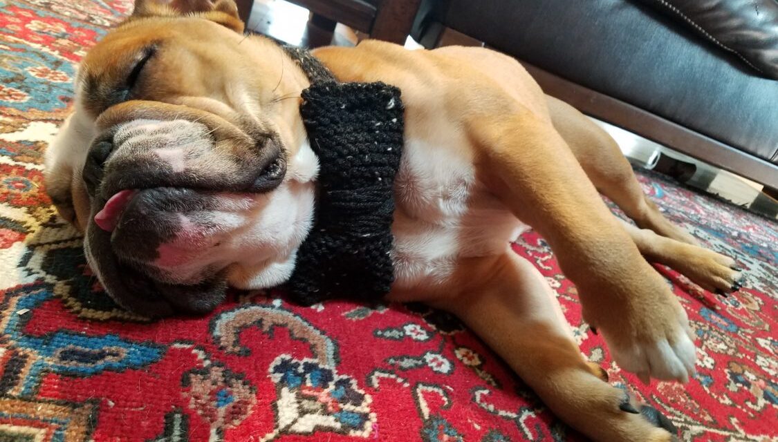 Knit Parker the Bulldog’s Bow-Tie