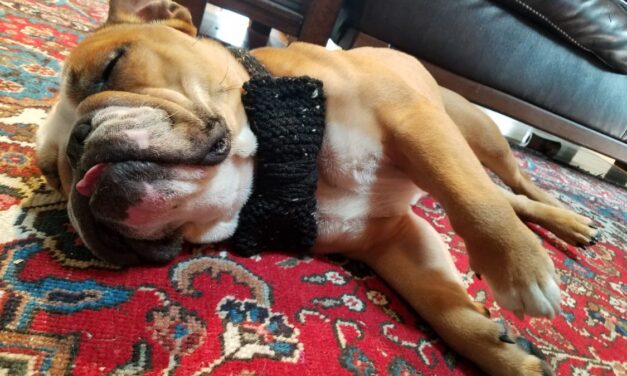 Knit Parker the Bulldog’s Bow-Tie