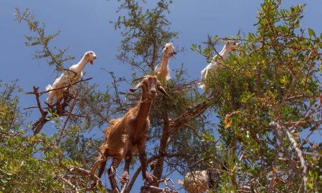 These Goats In Trees Are The Bees Knees