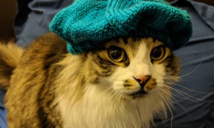 Oh Nothing, Just a Cat in a Knitted Beret … Get the FREE Pattern!