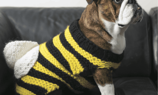 Knit a Bulldog Bumbledog Costume for a Furry Friend, ‘Cause Doggy Cosplay is for Anytime of Year!
