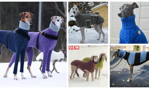 Six Times Greyhounds & Other Dogs Wore Sweaters Better Than You … Now With Knit & Crochet Patterns!