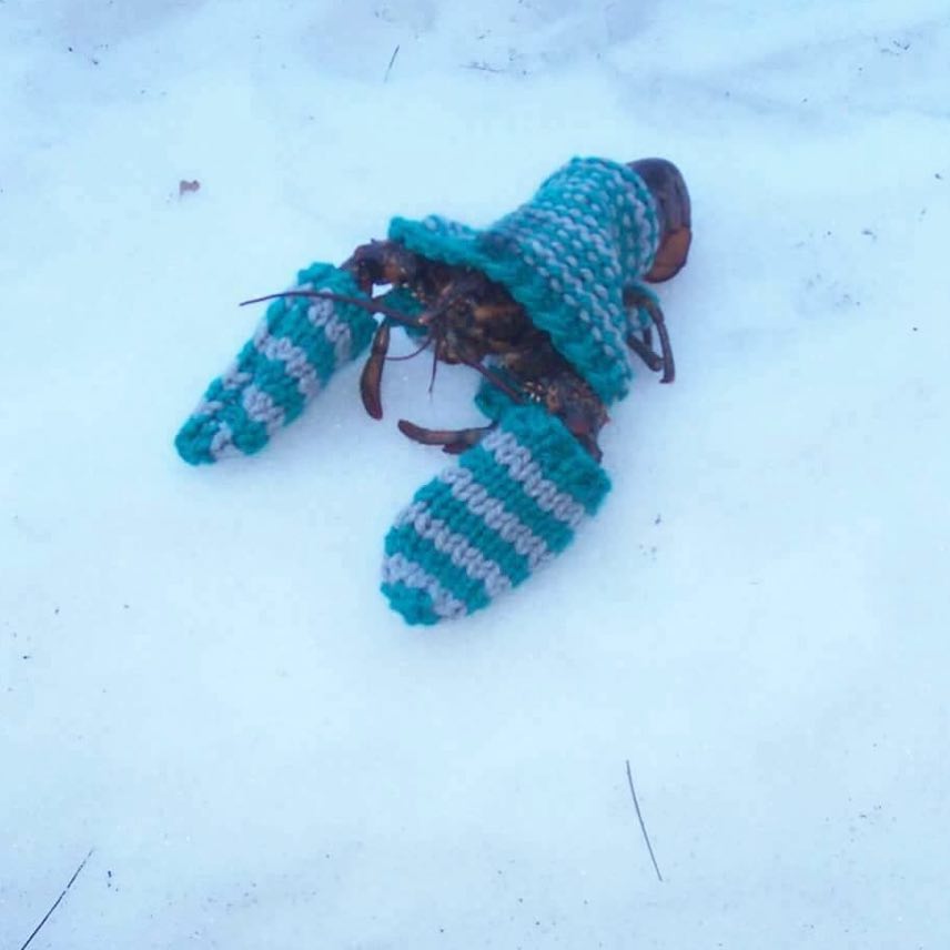 In Wintertime in Maine, Even The Lobsters Wear Sweaters ... 