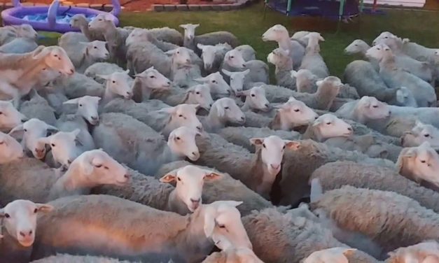 VIDEO: It’s a Sheep Invasion! This Is What Happens When You Don’t Close The Gate!