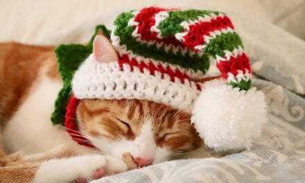 Crochet a Christmas Elf Hat for Cats