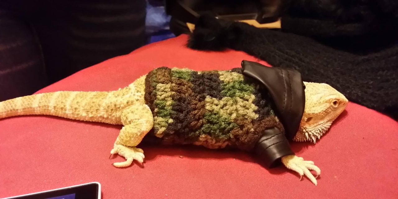 Dexter The Bearded Dragon Looks Dapper In His Crochet Hoodie … Handmade With LOVE!