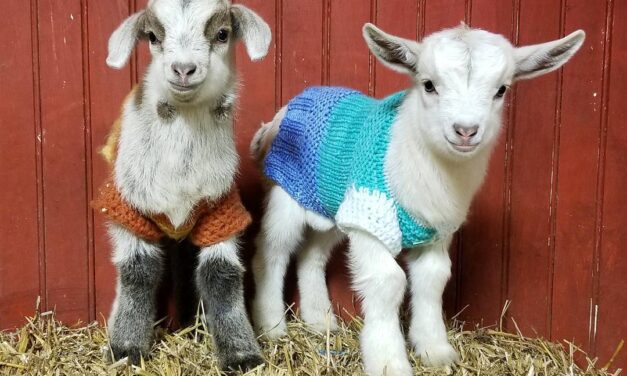 These Baby Goats In Sweaters Will Brighten Your Day!