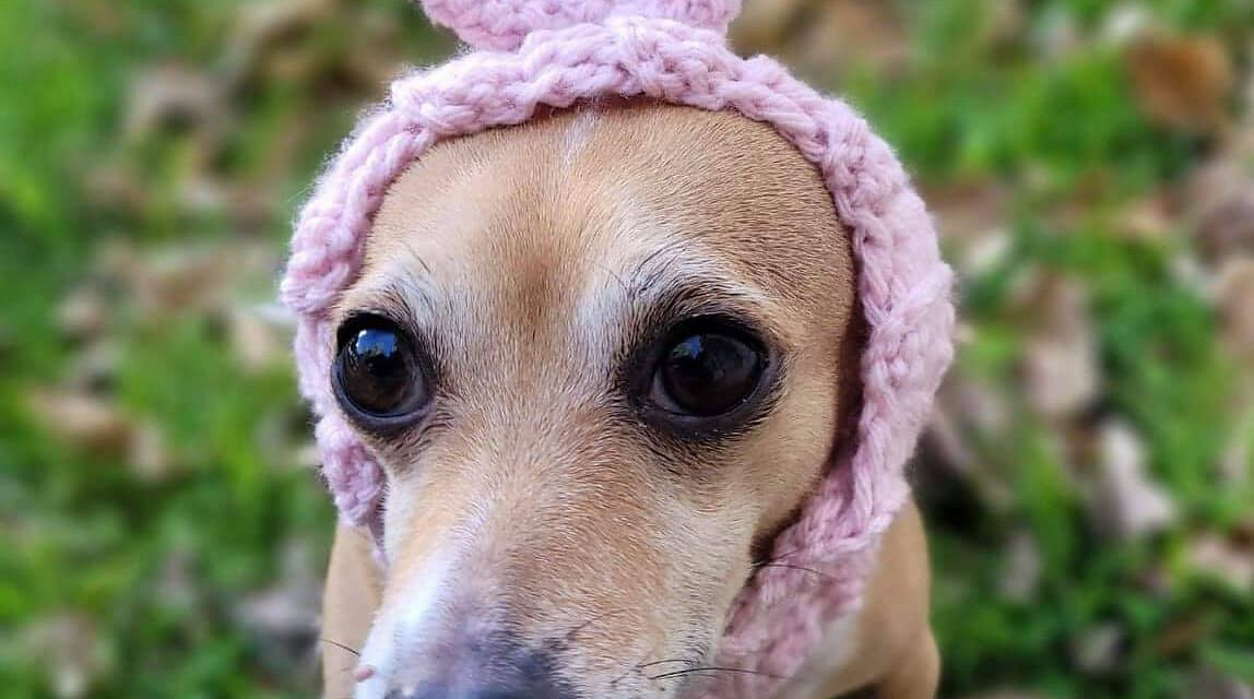 The Time Is Right To Crochet A Dog Bunny Snood Designed By Hello Gabby