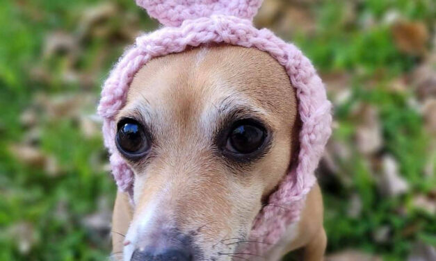 The Time Is Right To Crochet A Dog Bunny Snood Designed By Hello Gabby