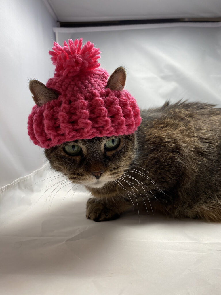 Cari Lam's Handsome Hat For Cats ... Free Pattern Alert! 