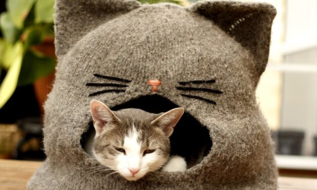 Patterns To Knit a Knifty Kitten Cocoon For Your Itty Bitty Kitty! Plus, Two Options For Crocheters!