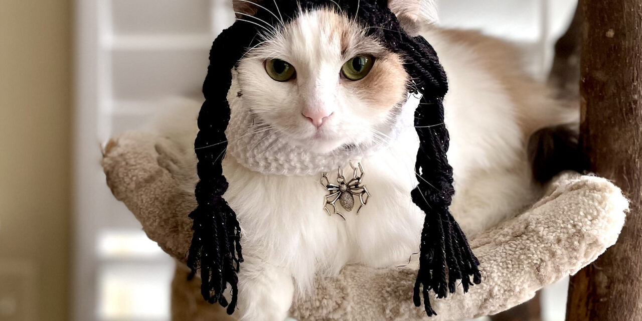 Knit Your Kitty Into This Goth Daughter Cosplay