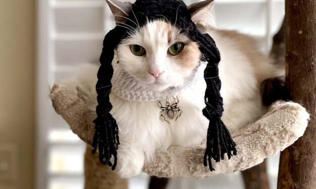 Knit Your Kitty Into This Goth Daughter Cosplay