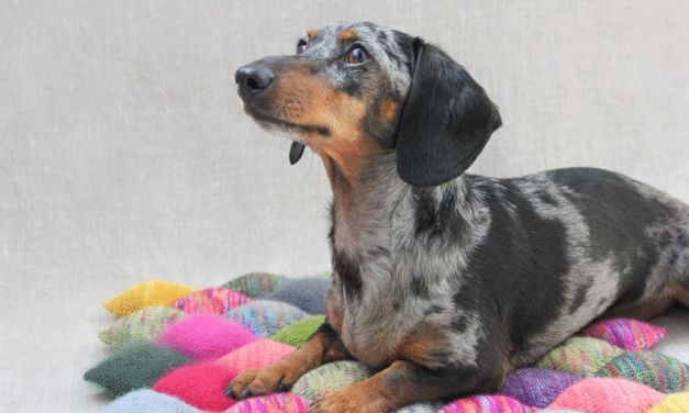 Knit Diamond Miner’s Quilt Pattern – Perfect Stashbuster For Cushions, Pet Beds & More!
