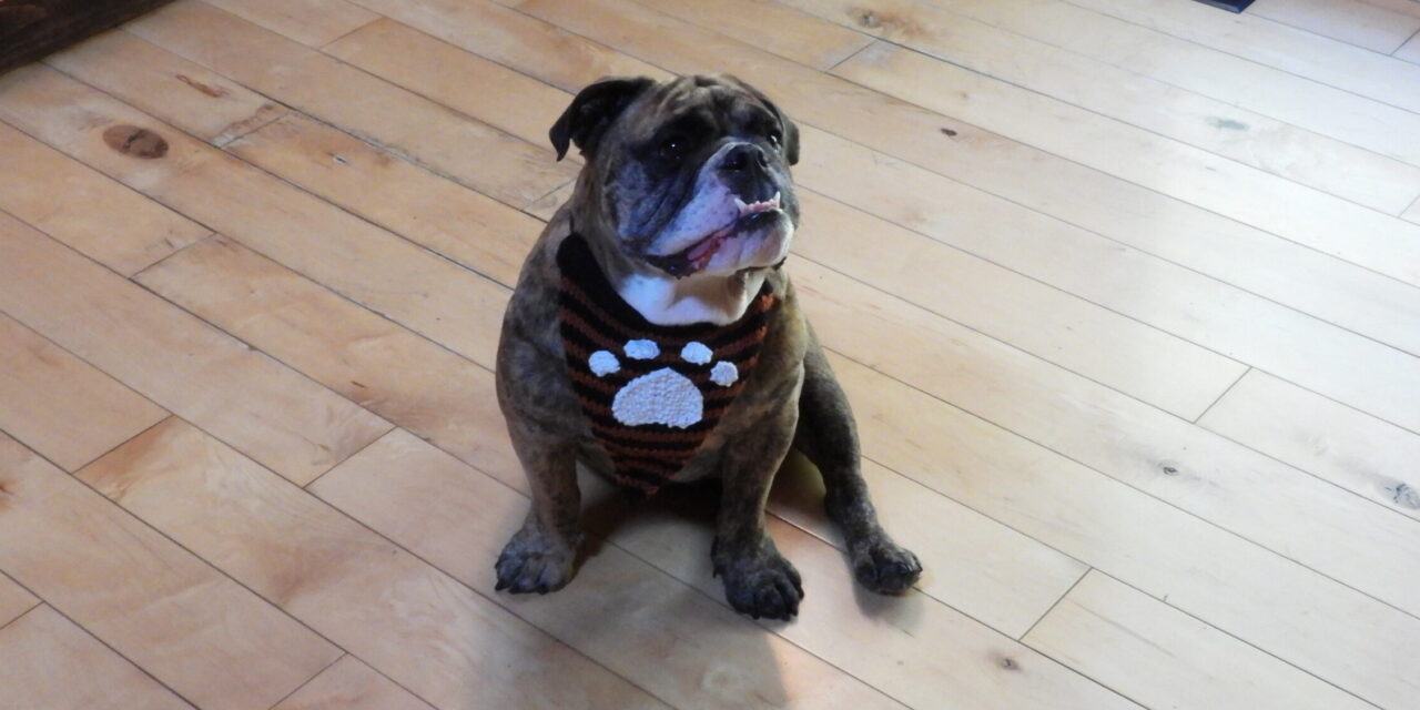 Light Up Their Look: The Glowcore Pet Bandana Pattern Is Here …