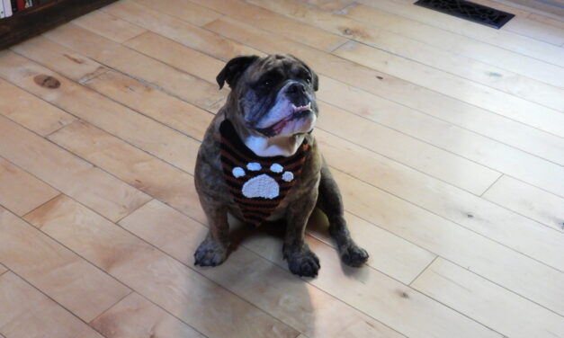 Light Up Their Look: The Glowcore Pet Bandana Pattern Is Here …